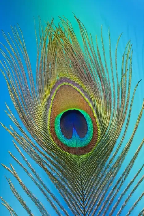 Framed Print : Male peacock display tail feathers Framed Print : Male peacock display tail feathers