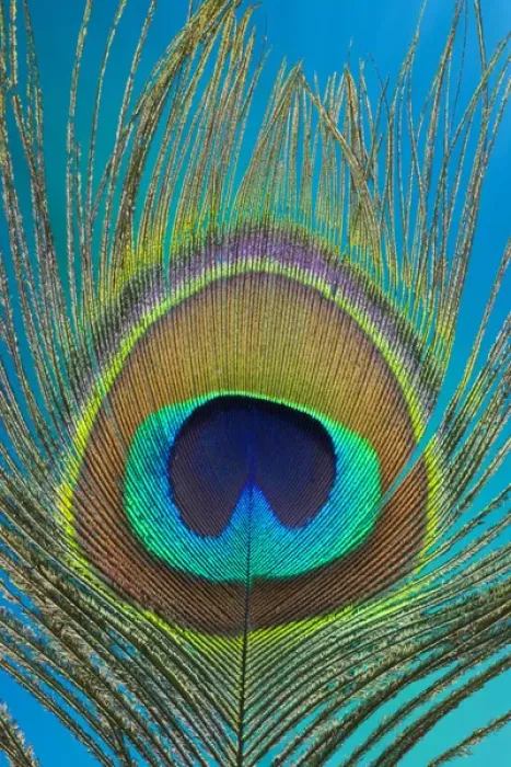 Framed Print : Male peacock display tail feathers