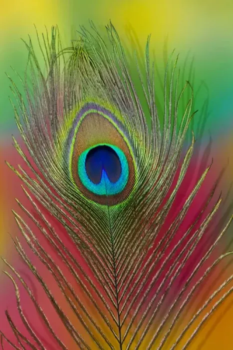 Framed Print : Male peacock display tail feathers