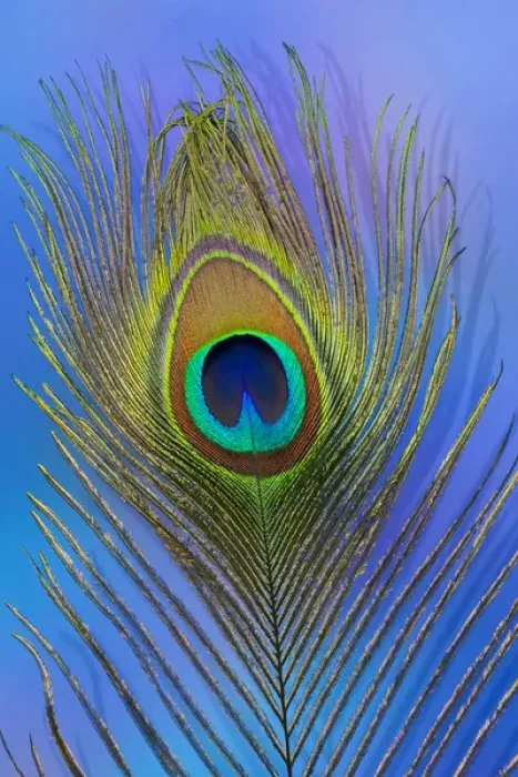 Framed Print : Male peacock display tail feathers Framed Print : Male peacock display tail feathers