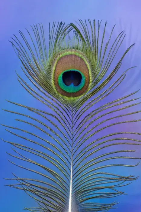 Framed Print : Male peacock display tail feathers