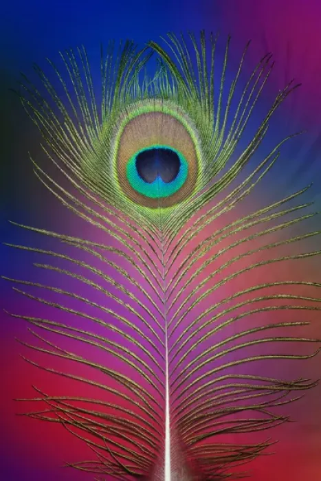 Framed Print : Male peacock display tail feathers Framed Print : Male peacock display tail feathers