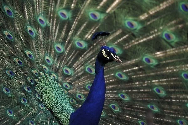 Male peacock displaying feathers for female