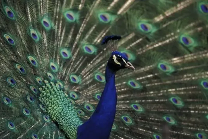Framed Print : Male peacock displaying feathers for female Framed Print : Male peacock displaying feathers for female