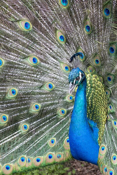Male Peacock with fanned out tail, Middleton Place Plantation, South Carolina