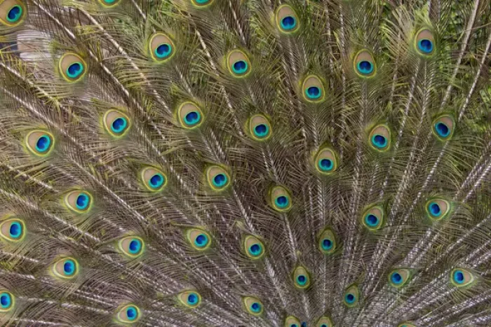 Framed Print : Male Peacock with fanned out tail, Middleton Place Plantation, South Carolina