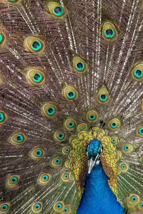 Framed Print : Male peacock fanning out his tail feathers Framed Print : Male peacock fanning out his tail feathers