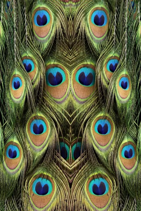 Framed Print : Male Peafowl feather pattern, Florida