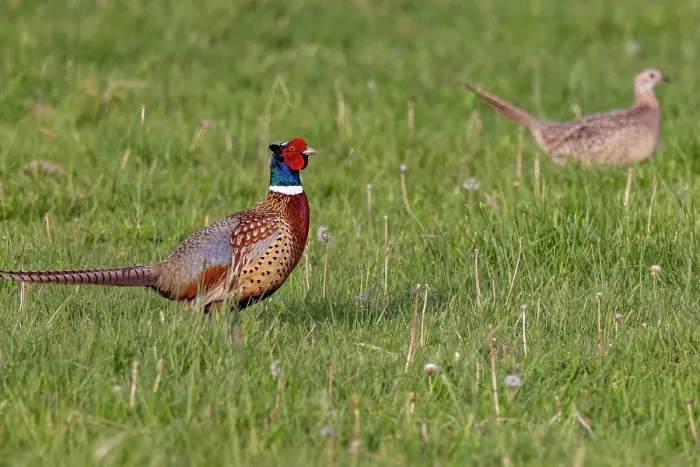 Framed Print : Male pheasant with female hen at Ninepipe National Wildlife Refuge near Ronan, Montana, USA. (Editorial Use Only) Framed Print : Male pheasant with female hen at Ninepipe National Wildlife Refuge near Ronan, Montana, USA. (Editorial Use Only)