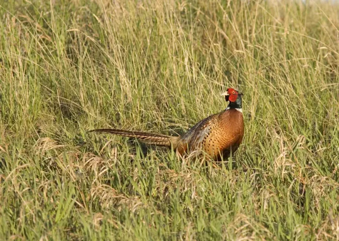 Framed Print : Male Pheasant in Montana Framed Print : Male Pheasant in Montana