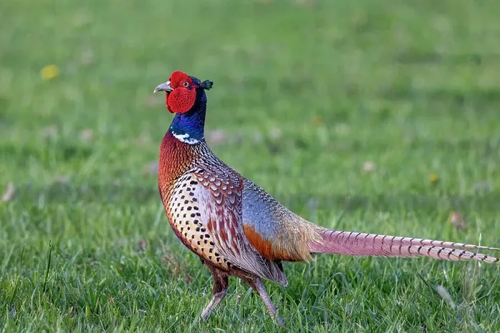 Framed Print : Male Pheasant at the Ninepipe National Wildlife Refuge near Ronan, Montana, USA Framed Print : Male Pheasant at the Ninepipe National Wildlife Refuge near Ronan, Montana, USA