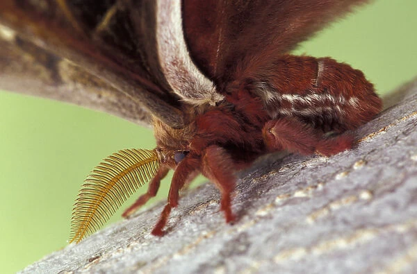 Male Polyphemus Moth. (Antheraea polyphemus)