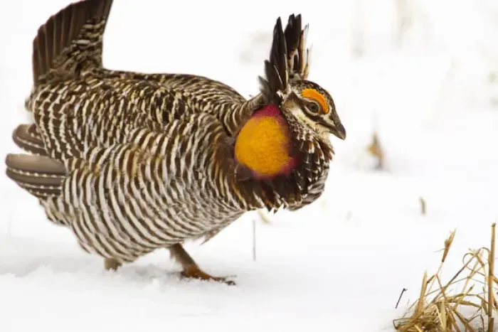 Framed Print : Male prairie chicken booming on lek in Loup County, Nebraska, USA Framed Print : Male prairie chicken booming on lek in Loup County, Nebraska, USA