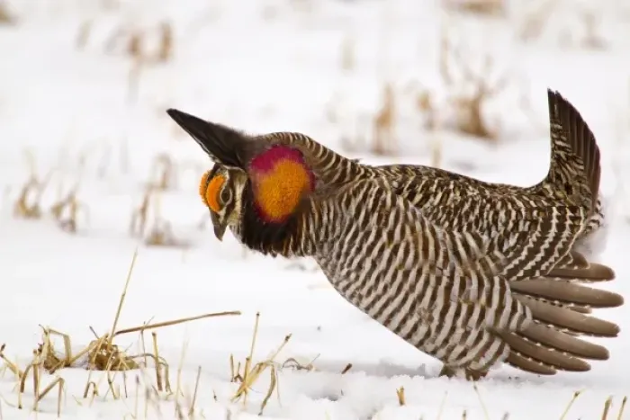 Framed Print : Male prairie chicken (Tympanuchus cupido) booming on lek in Loup County, Nebraska, USA Framed Print : Male prairie chicken (Tympanuchus cupido) booming on lek in Loup County, Nebraska, USA
