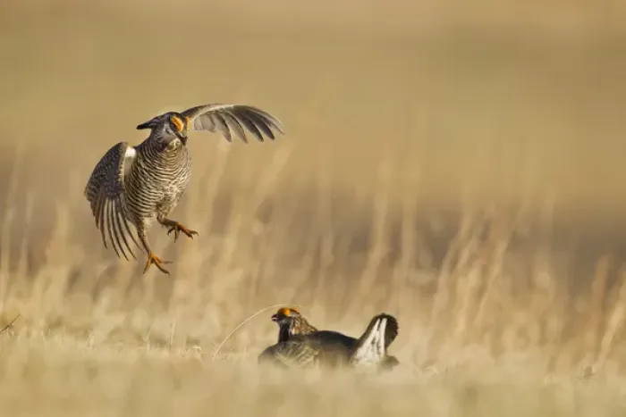 Framed Print : Male prairie chickens at lek in Loup County, Nebraska, USA