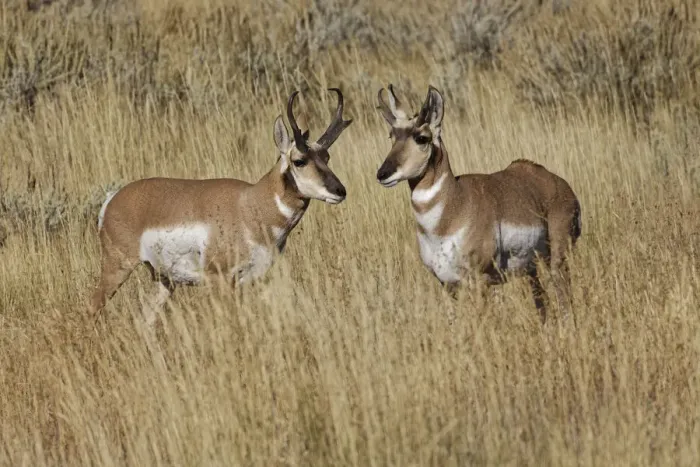 Framed Print : Male Pronghorn, Grand Teton National Park, Wyoming