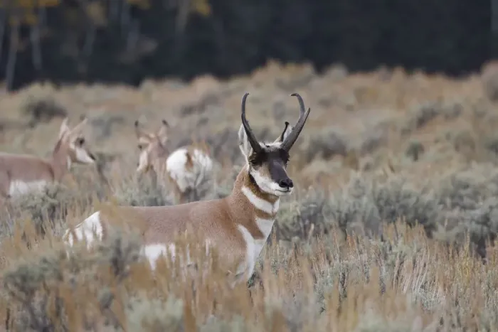 Framed Print : Male Pronghorn, Grand Teton National Park, Wyoming