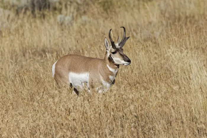 Framed Print : Male Pronghorn, Grand Teton National Park, Wyoming Framed Print : Male Pronghorn, Grand Teton National Park, Wyoming
