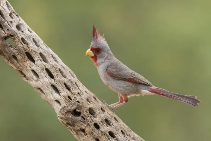 Framed Print : Male pyrrhuloxia Framed Print : Male pyrrhuloxia