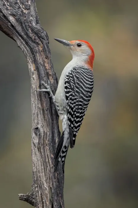 Framed Print : Male Red-bellied woodpecker in autumn, Kentucky Framed Print : Male Red-bellied woodpecker in autumn, Kentucky