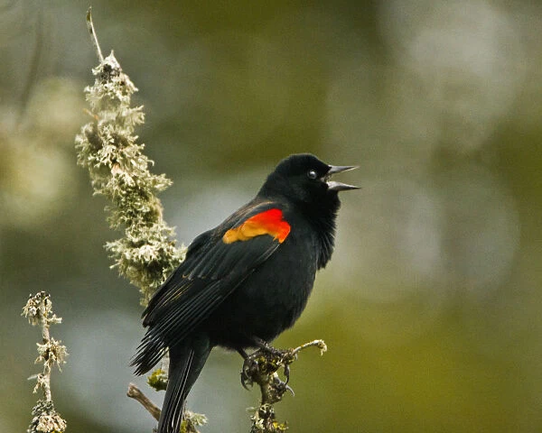 Male red wing blackbird, perched, Dawson Creek Park, Oregon, USA