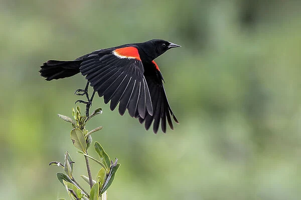 Male red-winged blackbird in flight, South Padre Island, Texas