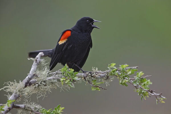 Male red-winged blackbird. Rio Grande Valley, Texas