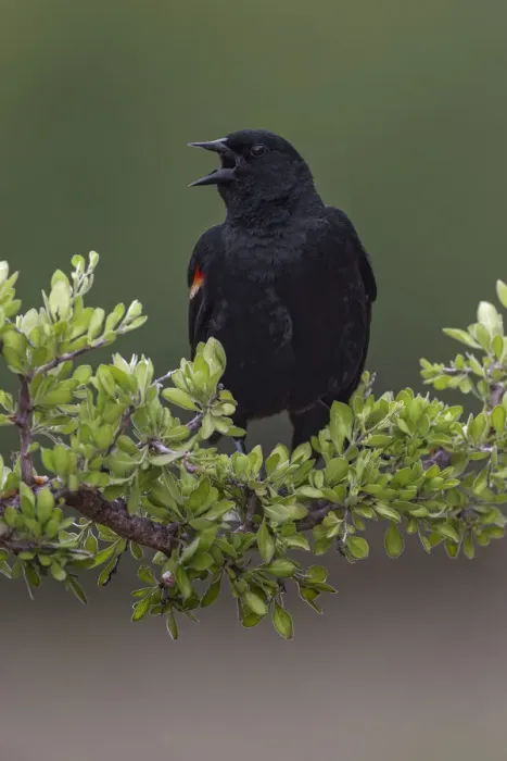 Framed Print : Male red-winged blackbird. Rio Grande Valley, Texas Framed Print : Male red-winged blackbird. Rio Grande Valley, Texas