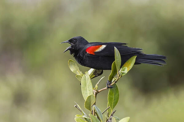 Male red-winged blackbird. South Padre Island, Texas