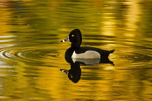 male ring-necked duck, swimming, Dawson Creek Park, Hillsboro, Oregon, USA