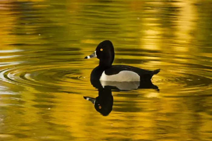 Framed Print : male ring-necked duck, swimming, Dawson Creek Park, Hillsboro, Oregon, USA