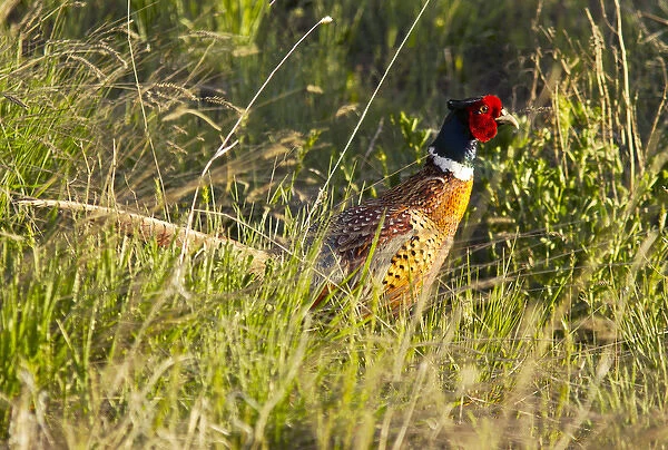 Male ring necked pheasant in Montana