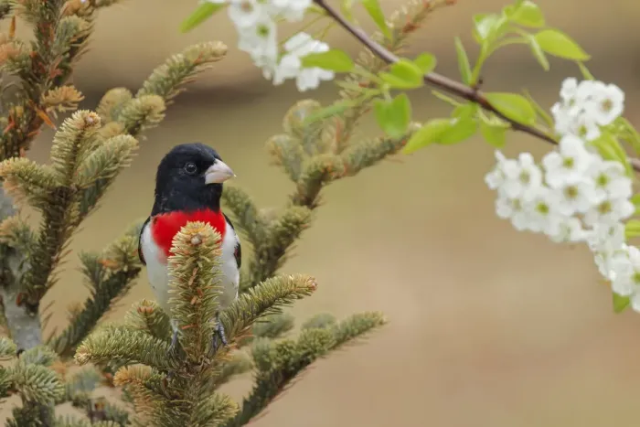 Framed Print : Male Rose-breasted Grosbeak in breeding plumage, Michigan