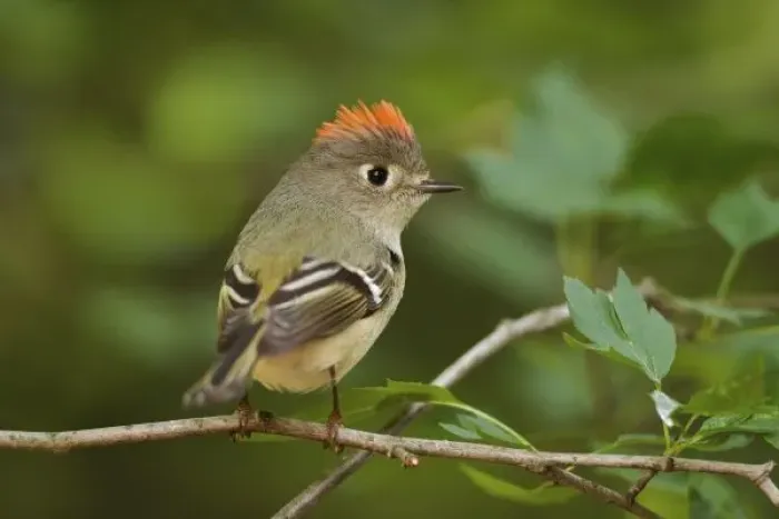 Framed Print : Male Ruby-crowned Kinglet, Regulus calendula