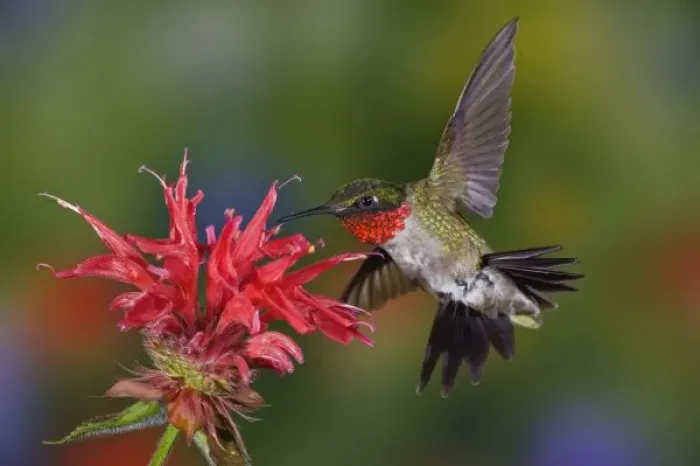 Framed Print : Male Ruby-throated Hummingbird feeding on flower, Louisville, Kentucky
