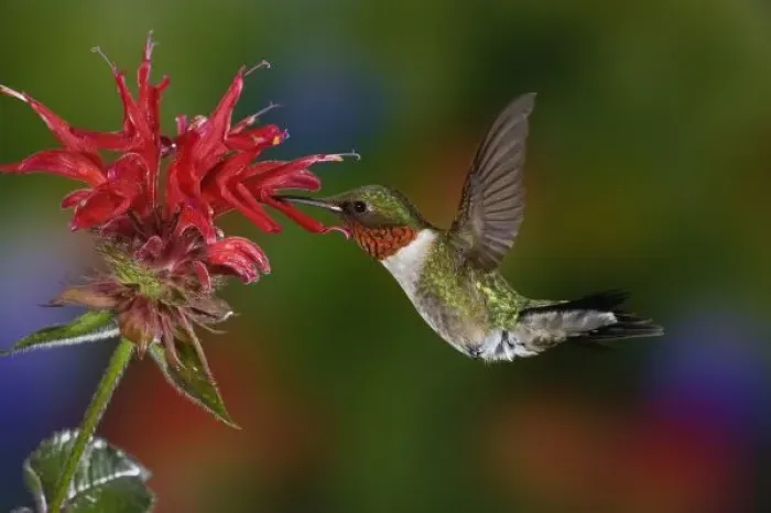 Framed Print : Male Ruby-throated Hummingbird feeding on flower, Louisville, Kentucky Framed Print : Male Ruby-throated Hummingbird feeding on flower, Louisville, Kentucky