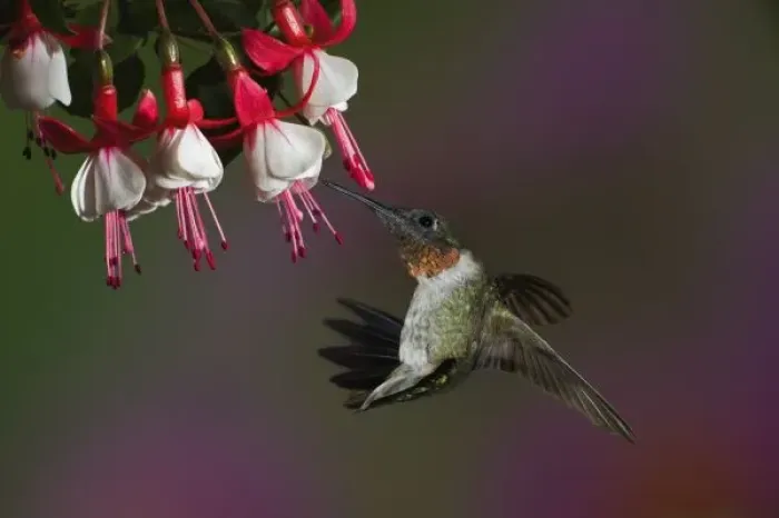 Framed Print : Male Ruby-throated Hummingbird in flight Framed Print : Male Ruby-throated Hummingbird in flight