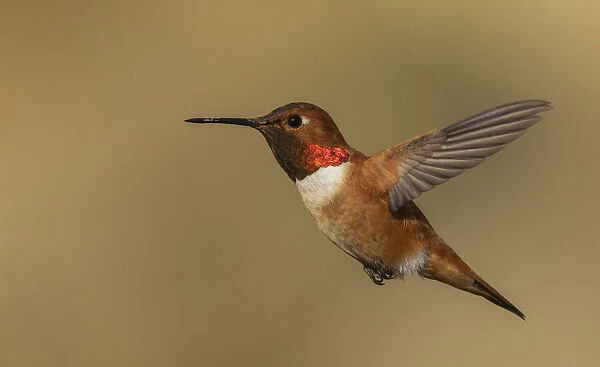 Male Rufous hummingbird