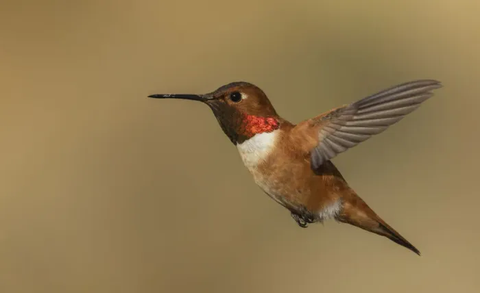 Framed Print : Male Rufous hummingbird Framed Print : Male Rufous hummingbird