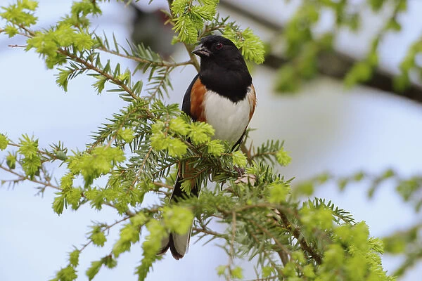 Male Rufous-sided Towhee Pipilo erythrophthalmus Male Rufous-sided TowheePipilo