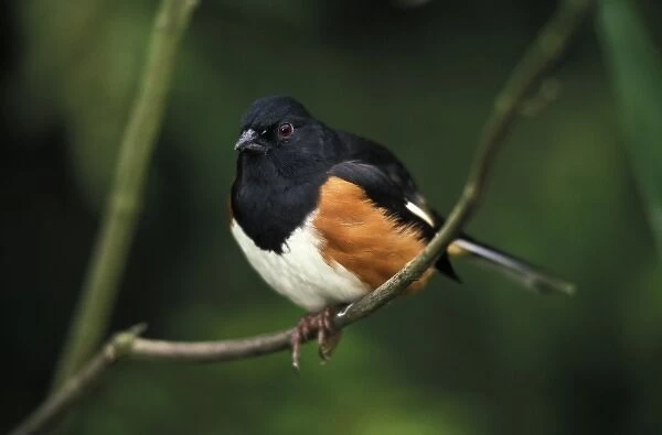 Male Rufous-sided Towhee (Pipilo erythrophthalmus)