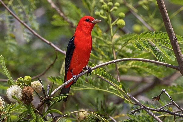 Male scarlet tanager, South Padre Island, Texas