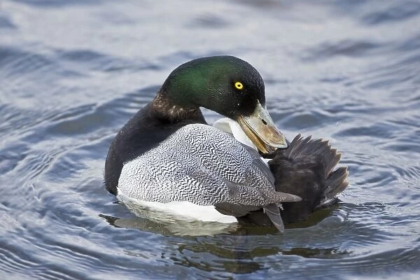 Male Scaup at a pond in Reykjavik, Iceland