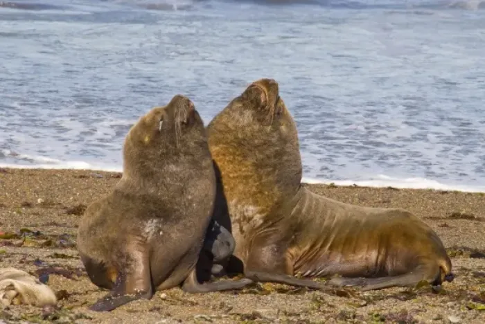 Framed Print : Male Southern Elephant Seals, on beach (Mirounga Leonina) Peninsula Valdez, Chubut Province