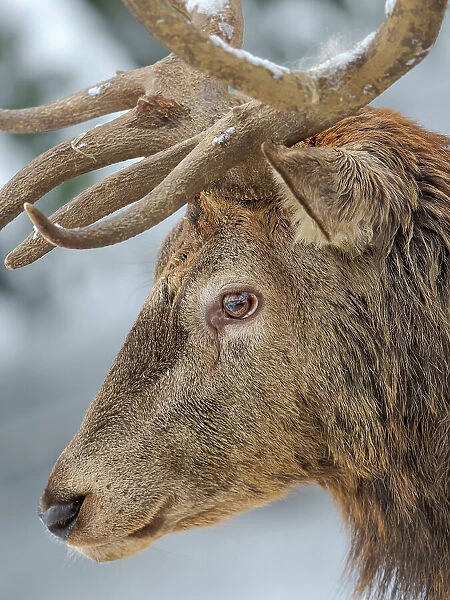 Male or stag, Red Deer in snow, Alpenwildpark Obermaiselstein (alpine game park). Europe, Germany, Bavaria
