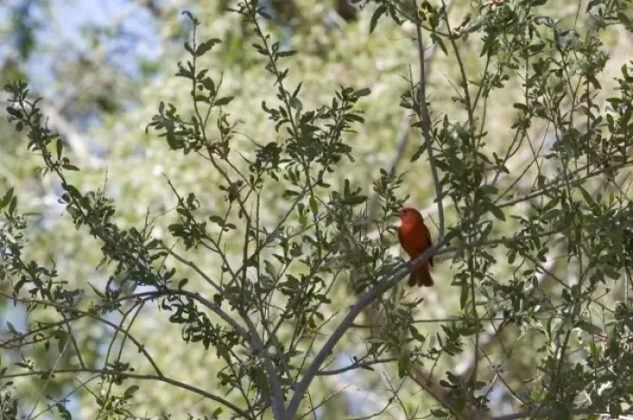 Framed Print : Male Summer Tanager sits on branch in Anza-Borrego Desert State Park CA