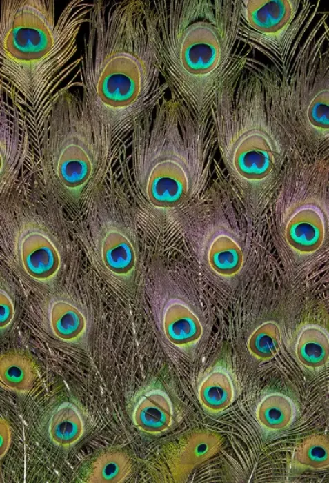 Framed Print : Male Tail feathers Peacock Framed Print : Male Tail feathers Peacock
