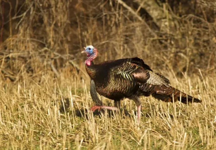 Framed Print : Male tom turkey in breeding plumage in spring in the Flathead Valley, Montana, USA Framed Print : Male tom turkey in breeding plumage in spring in the Flathead Valley, Montana, USA