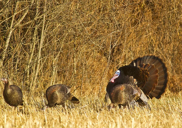 Male tom turkey with hens in the Flathead Valley, Montana, USA