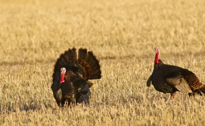 Framed Print : Male tom turkeys in breeding plumage in spring in the Flathead Valley, Montana, USA Framed Print : Male tom turkeys in breeding plumage in spring in the Flathead Valley, Montana, USA